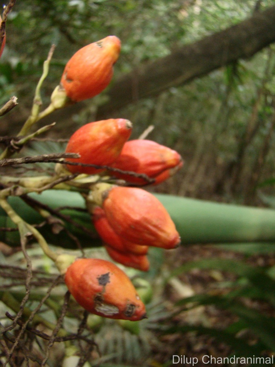 Areca concinna Thwaites